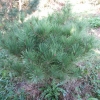 Pinus densiflora 'Compacta' - Japanese pine  ; Japanese red pine, - Pinus densiflora 'Compacta'