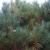 Pinus densiflora 'Compacta' - сосна густоцветковая - Pinus densiflora 'Compacta'