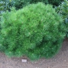 Pinus densiflora 'Jane Kluis' - Japanese pine ;  Japanese red pine - Pinus densiflora 'Jane Kluis'