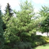 Pinus densiflora 'Oculus-draconis' - Japanese pine ; Japanese red pine - Pinus densiflora 'Oculus-draconis'