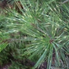 Pinus densiflora 'Oculus-draconis' - Japanese pine ; Japanese red pine - Pinus densiflora 'Oculus-draconis'