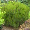 Pinus densiflora 'Umbraculifera' - Japanese pine ; Japanese red pine, - Pinus densiflora 'Umbraculifera'