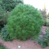 Pinus densiflora 'Umbraculifera' - Cосна густоцветковая - Pinus densiflora 'Umbraculifera'