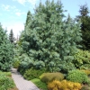 Pinus koraiensis - sosna koreańska - Pinus koraiensis