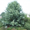 Pinus koraiensis - sosna koreańska - Pinus koraiensis