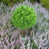 Pinus mugo 'Allgäu' - Mountain pine - Pinus mugo 'Allgäu'