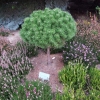 Pinus mugo 'Benjamin' - Bergkiefer - Pinus mugo 'Benjamin'