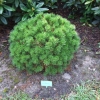 Pinus mugo 'Benjamin' - Bergkiefer - Pinus mugo 'Benjamin'