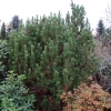 Pinus mugo 'Frühlingsgold' - сосна горная - Pinus mugo 'Frühlingsgold'