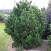 Pinus mugo 'Gnom' - сосна горная - Pinus mugo 'Gnom'