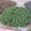 Pinus mugo 'Humpy' - kosodrzewina - Pinus mugo 'Humpy'