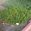 Pinus mugo 'Humpy' - kosodrzewina - Pinus mugo 'Humpy'