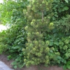 Pinus mugo 'Kokarde' - kosodrzewina - Pinus mugo 'Kokarde'