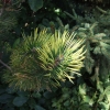 Pinus mugo 'Kokarde' - kosodrzewina - Pinus mugo 'Kokarde'