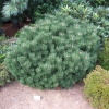 Pinus mugo 'Lilliput' - kosodrzewina - Pinus mugo 'Lilliput'