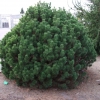 Pinus mugo 'Mops' - Cосна горная - Pinus mugo 'Mops'