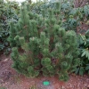 Pinus mugo 'Pal Maleter' - сосна горная - Pinus mugo 'Pal Maleter'