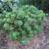 Pinus mugo 'Peterle' - сосна горная - Pinus mugo 'Peterle'