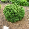 Pinus mugo 'Picobello' - kosodrzewina - Pinus mugo 'Picobello'