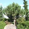 Pinus nigra 'Géant de Suisse' - cосна черная - Pinus nigra 'Géant de Suisse'