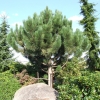 Pinus nigra 'Géant de Suisse' - Austrian Pine - Pinus nigra 'Géant de Suisse'