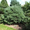 Pinus sylvestris 'Beuvronensis' - Cосна обыкновенная - Pinus sylvestris 'Beuvronensis'