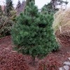 Pinus sylvestris 'Sandringham' - Wald-Kiefer - Pinus sylvestris 'Sandringham'
