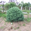 Pinus sylvestris 'Tabuliformis' - Cосна обыкновенная - Pinus sylvestris 'Tabuliformis'