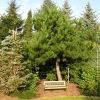 Pinus tabuliformis - Chinese Red Pine - Pinus tabuliformis