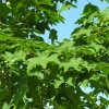Acer cappadocicum 'Rubrum' - Клён колхидский - Acer cappadocicum 'Rubrum'