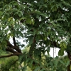Acer griseum-Клён серый - Acer griseum