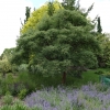 Acer griseum-Клён серый - Acer griseum