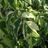 Acer negundo 'Aureomarginatum' - klon jesionolistny - Acer negundo 'Aureomarginatum'
