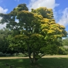 Acer shirasawanum 'Aureum'- klon Shirasawy - Acer shirasawanum 'Aureum' ; Acer japonicum  var. aureum