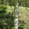 Betula utilis - Himalayan birch - Betula utilis