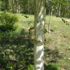 Betula utilis -  brzoza pożyteczna ; brzoza himalajska - Betula utilis