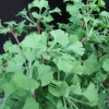 Ginkgo biloba 'Baldi' - Ginkgo Tree ; maidenhair tree - Ginkgo biloba 'Baldi'