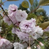 Prunus serrulata 'Shirofugen' - Japanese Flowering Cherry - Prunus serrulata 'Shirofugen' ; Prunus serrulata Fugenzo