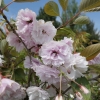 Prunus serrulata 'Shirofugen' - Japanese Flowering Cherry - Prunus serrulata 'Shirofugen' ; Prunus serrulata Fugenzo