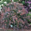 Berberis thunbergii 'Dart's Red Lady'- berberys Thunberga - Berberis thunbergii 'Darts Red Lady'