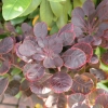 Cotinus coggygria Royal Purple' - Smoketree - Cotinus coggygria 'Royal Purple'