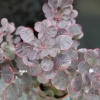 Cotinus coggygria Royal Purple' - Smoketree - Cotinus coggygria 'Royal Purple'