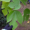 Broussonetia papyrifera - Шелковица бумажная ; Бумажная шелковица ; Бумажное дерево. - Broussonetia papyrifera