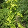 Metasequoia glyptostroboides Goldrush - Mетасеквойя китайская - Metasequoia glyptostroboides Goldrush