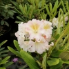 Kristian's Cute - Rhododendron Hybride - Kristian's Cute - Rhododendron hybridum