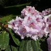 Bouzov - Rhododendron hybrid - Rhododendron hybridum 'Bouzov'