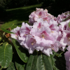 Bouzov - różanecznik wielkokwiatowy - Rhododendron hybridum 'Bouzov'