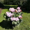 Bouzov - Rhododendren Hybride - Rhododendron hybridum 'Bouzov'