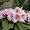 Bouzov - Rhododendron hybrid - Rhododendron hybridum 'Bouzov'