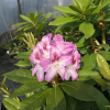 Ještěd PBR - różanecznik wielkokwiatowy - Rhododendron hybridum 'Ještěd' PBR